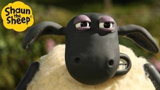 Silly Sheep on the Farm 😂🌾