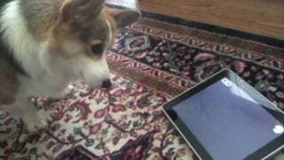 A Dog Tests the iPad - Tested.com