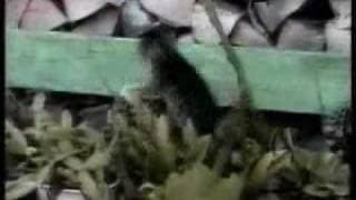 Funny Cats